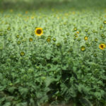 Dizzy display of sunflower power